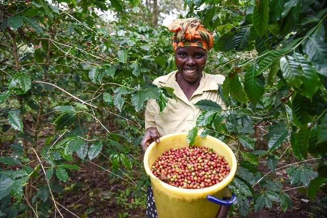 Kenya Spikes Kiambu.