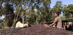 Ethiopia Guji Gigesa Natural.